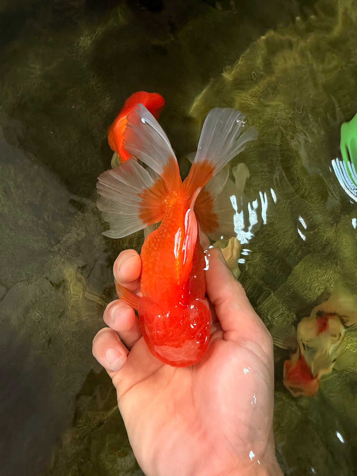 A Grade Red White Oranda Male 5.5-6 inches #091826OR_03