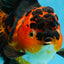 AAA Grade Godzilla Apache Oranda Female 6.5 inches #081525OR_13