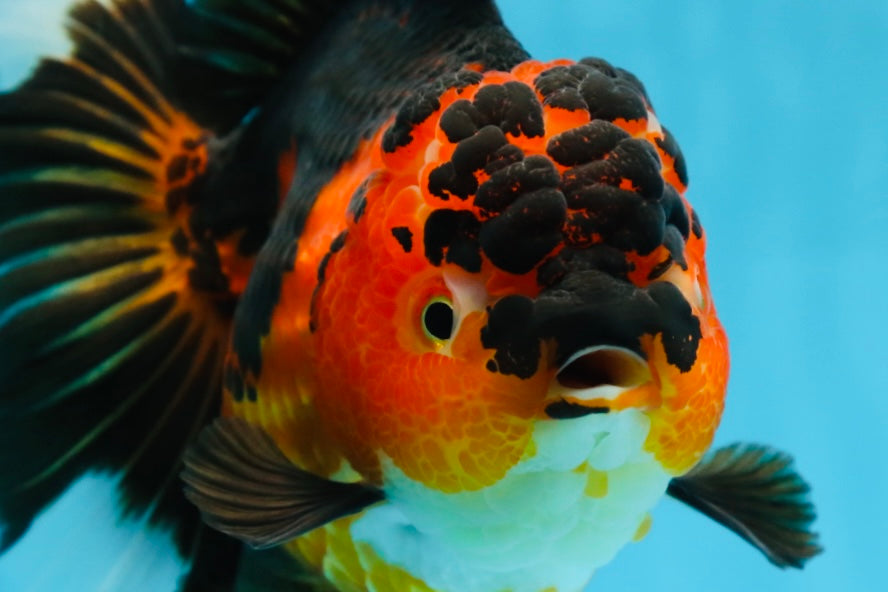 AAA Grade Godzilla Apache Oranda Female 6.5 inches #081525OR_13