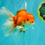 A Grade Red White Oranda Male 6-6.5 inches #100926OR_25