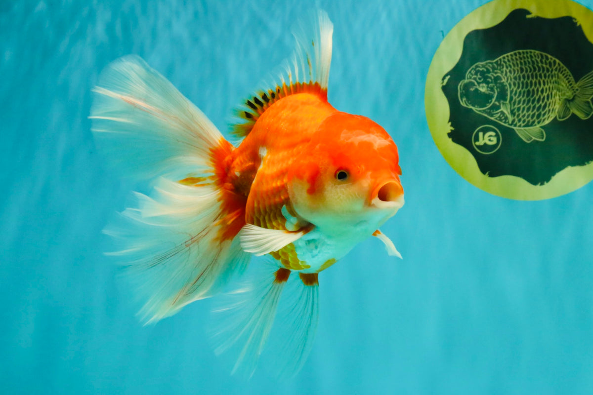A Grade Red White Oranda Male 6-6.5 inches #100926OR_25