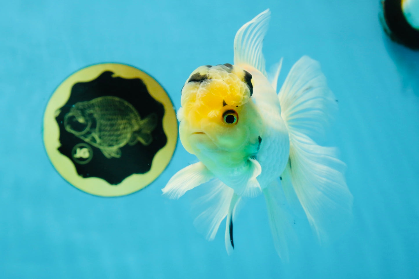 A Grade Panda White Oranda Male 5 inches #050225OR_07