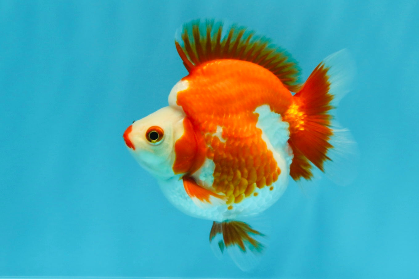 SUPER AAA Grade Red White Ryukin Male 4 inches #022726RK_16