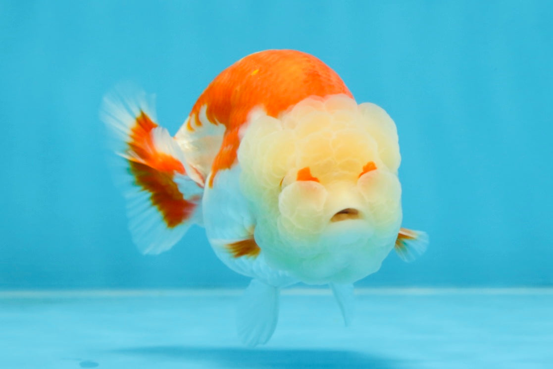 POPCORN AAA Grade Red White Kohaku LionQueen 4 inches #101725LC_05