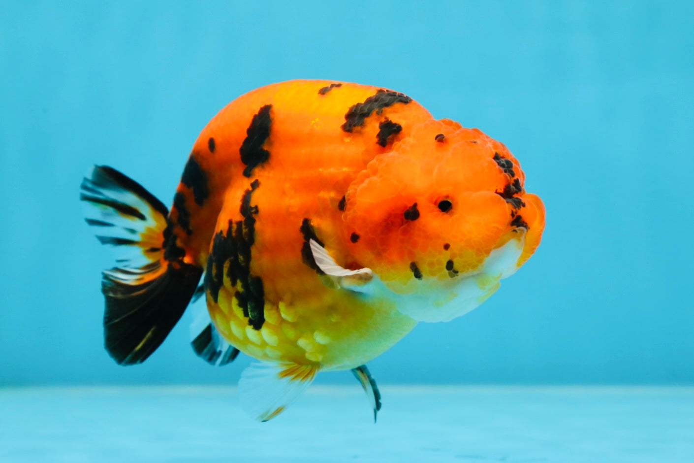 AAA Grade Tiger LionQueen 4.5 inches #053025LC_04