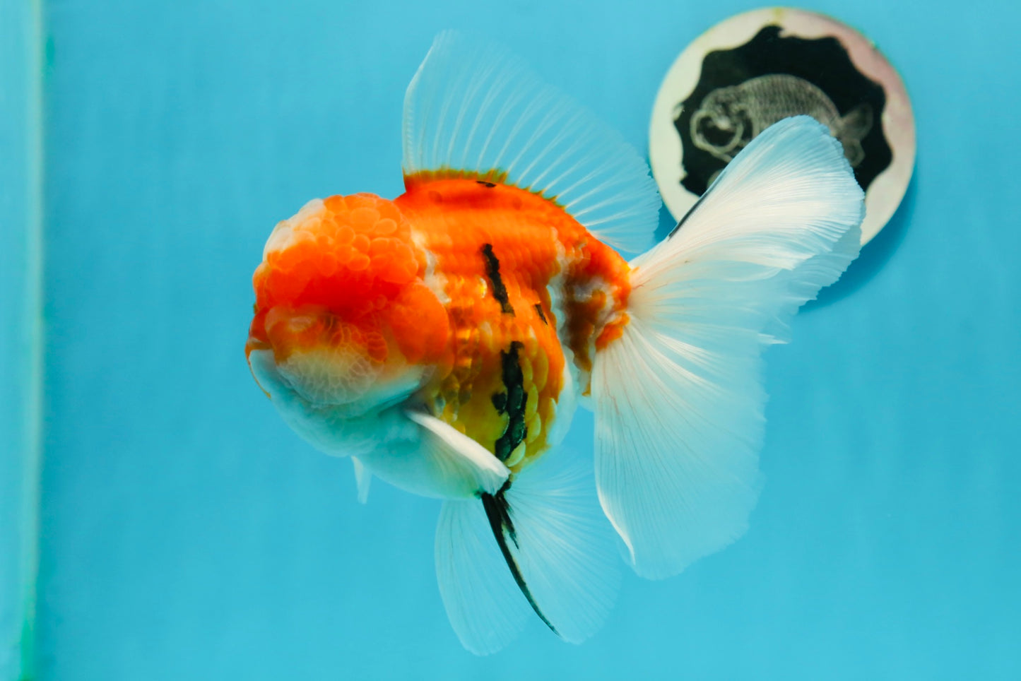 GODZILLA AAA Grade Butterfly Tail Red White Sakura Oranda Male 5.5 inches #1004OR_20