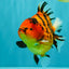 AAA Grade Tiger Yuanbao Female 5.5  inches #072426YB_29