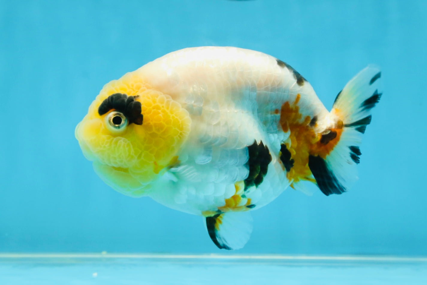 SPECIAL AAA Grade Chinese Cow Ranchu Female 5 inches #102425RC_06