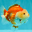 AAA Grade Red White Yuanbao Male 5 inches #072426YB_23