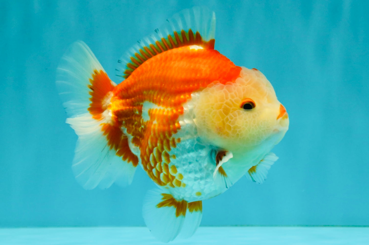 AAA Grade Red White Yuanbao Male 5 inches #072426YB_23