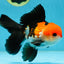 ADORABLE A Grade Tricolor Oranda Male 5-5.5 inches #082225OR_16