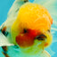 A Grade Sakura Oranda Male 7 inches #080726OR_18