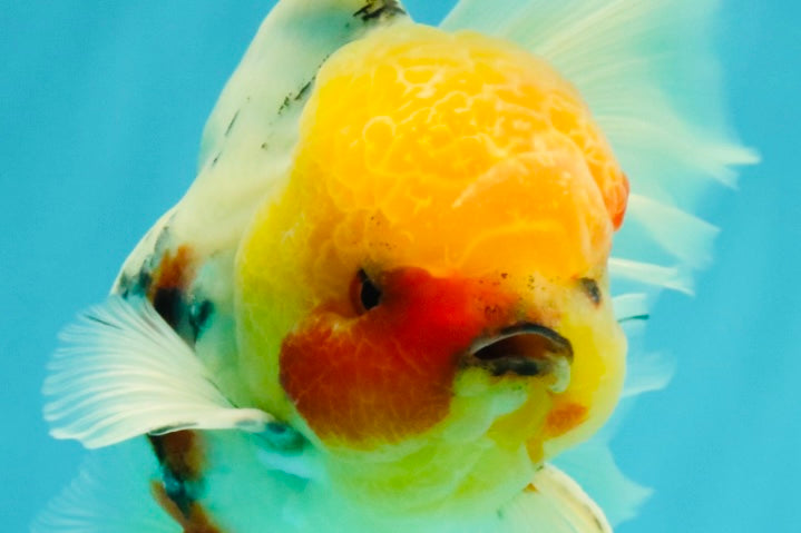 A Grade Sakura Oranda Male 7 inches #080726OR_18