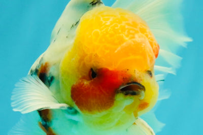 A Grade Sakura Oranda Male 7 inches #080726OR_18