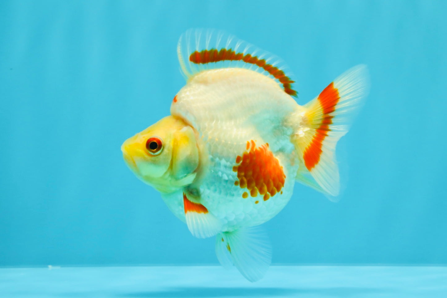 AAA Grade Red White Ryukin Female 4 inches #022726RK_17