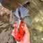 CHONKY AAA Grade Sakura Oranda Female 8.5 inches #071726OR_03