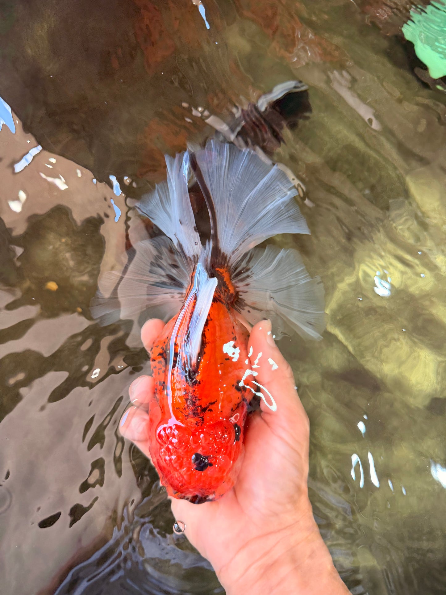 CHONKY AAA Grade Sakura Oranda Female 8.5 inches #071726OR_03