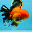 AAA Grade THICK BODY Apache Oranda Male 6-6.5 inches #082925OR_14