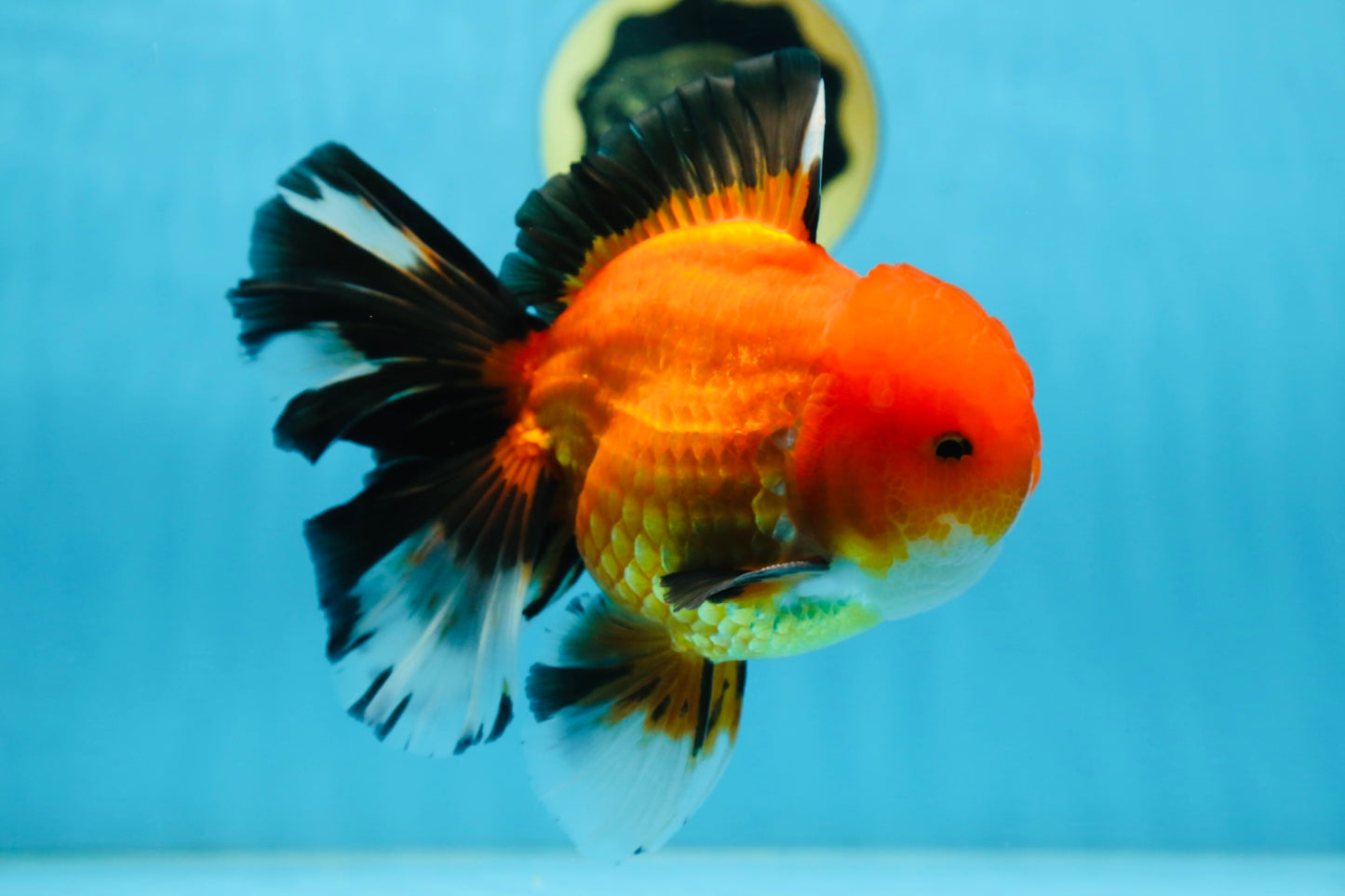 AAA Grade THICK BODY Apache Oranda Male 6-6.5 inches #082925OR_14