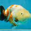 Sakura Chinese Ranchu Female 4.5 inches #121225RC_05