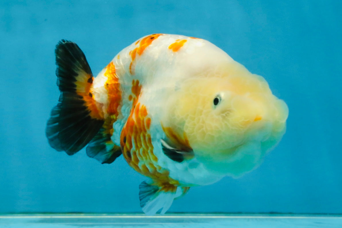 Sakura Chinese Ranchu Female 4.5 inches #121225RC_05