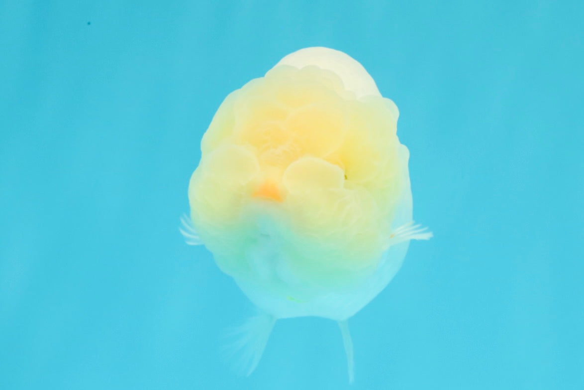 A Grade White LionQueen 4-4.5 inches #030626LC_04