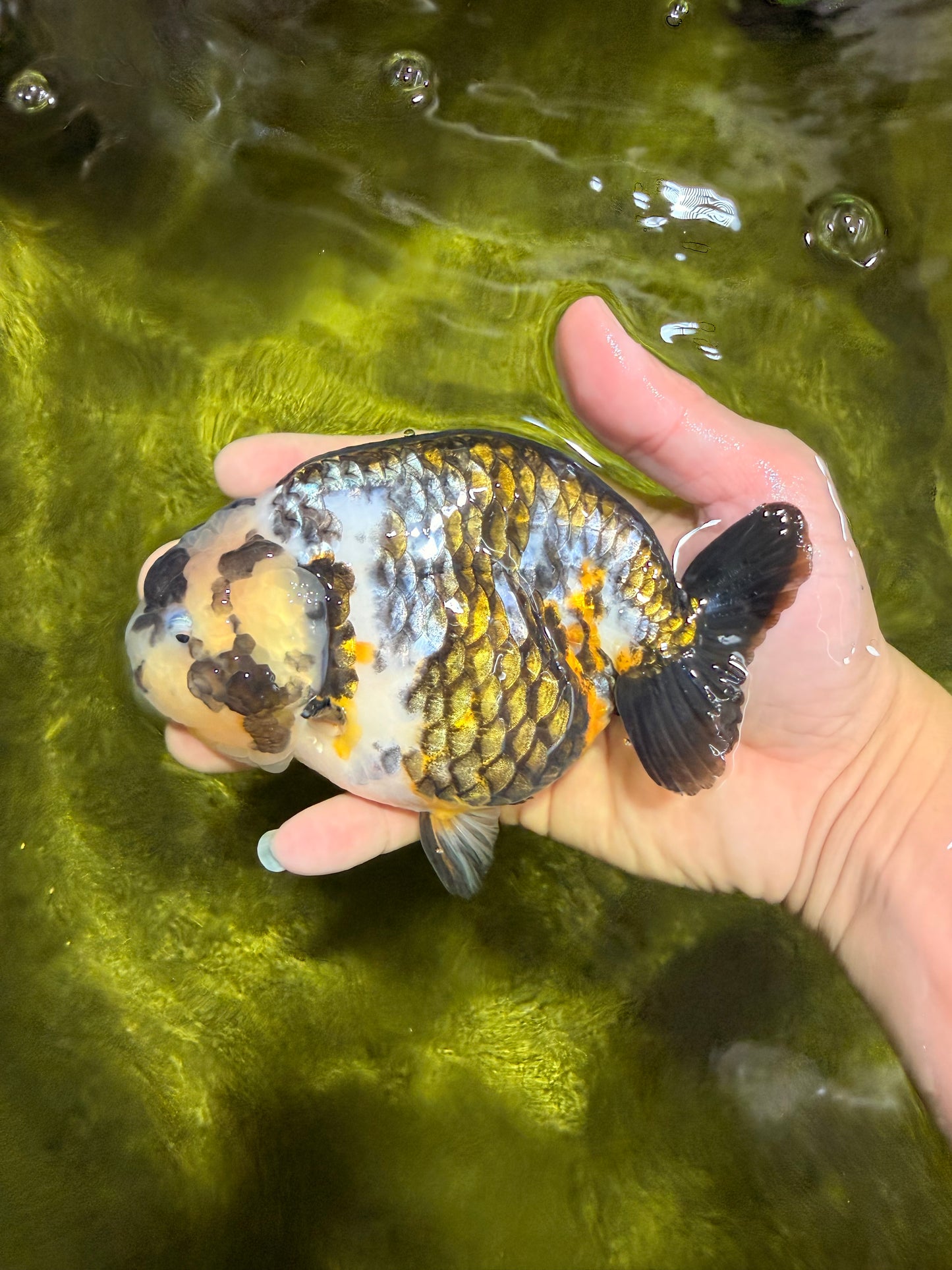 A Grade Ink Chinese Ranchu Male 5.5 inches #022026RC_19