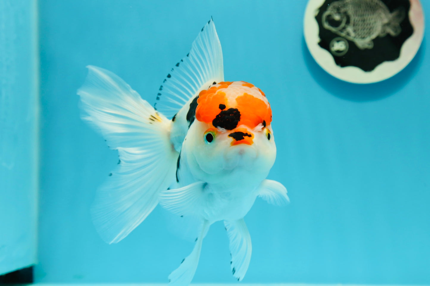 A Grade Tricolor Red Head Snow White Oranda Female 5.5 inches #0531OR_17