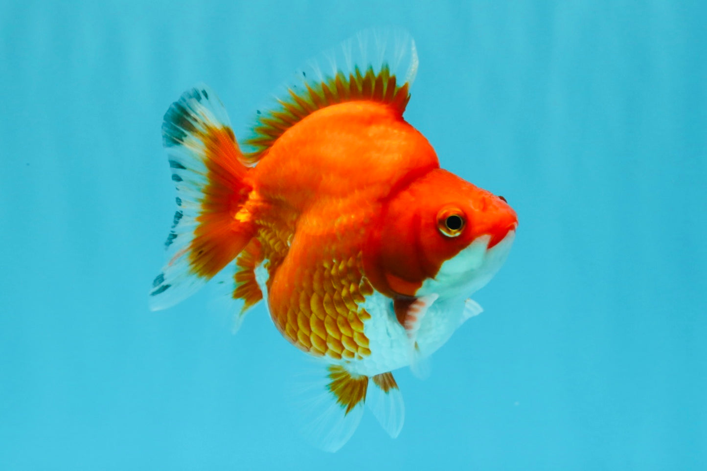 AAA Grade Red White Ryukin Female 4 inches #022726RK_18