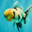 A Grade Marble Oranda Male 7 inches #071026OR_33