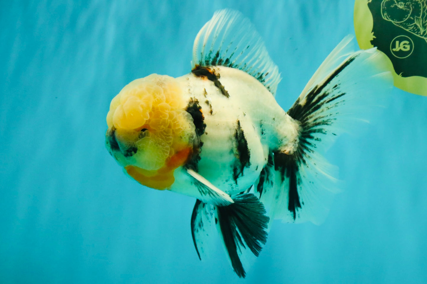 A Grade Marble Oranda Male 7 inches #071026OR_33
