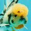 CHONKY AAA Grade Marble Oranda Male 5.5-6 inches #071726OR_28