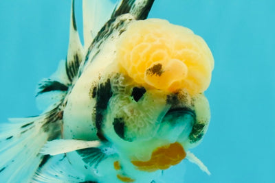 CHONKY AAA Grade Marble Oranda Male 5.5-6 inches #071726OR_28