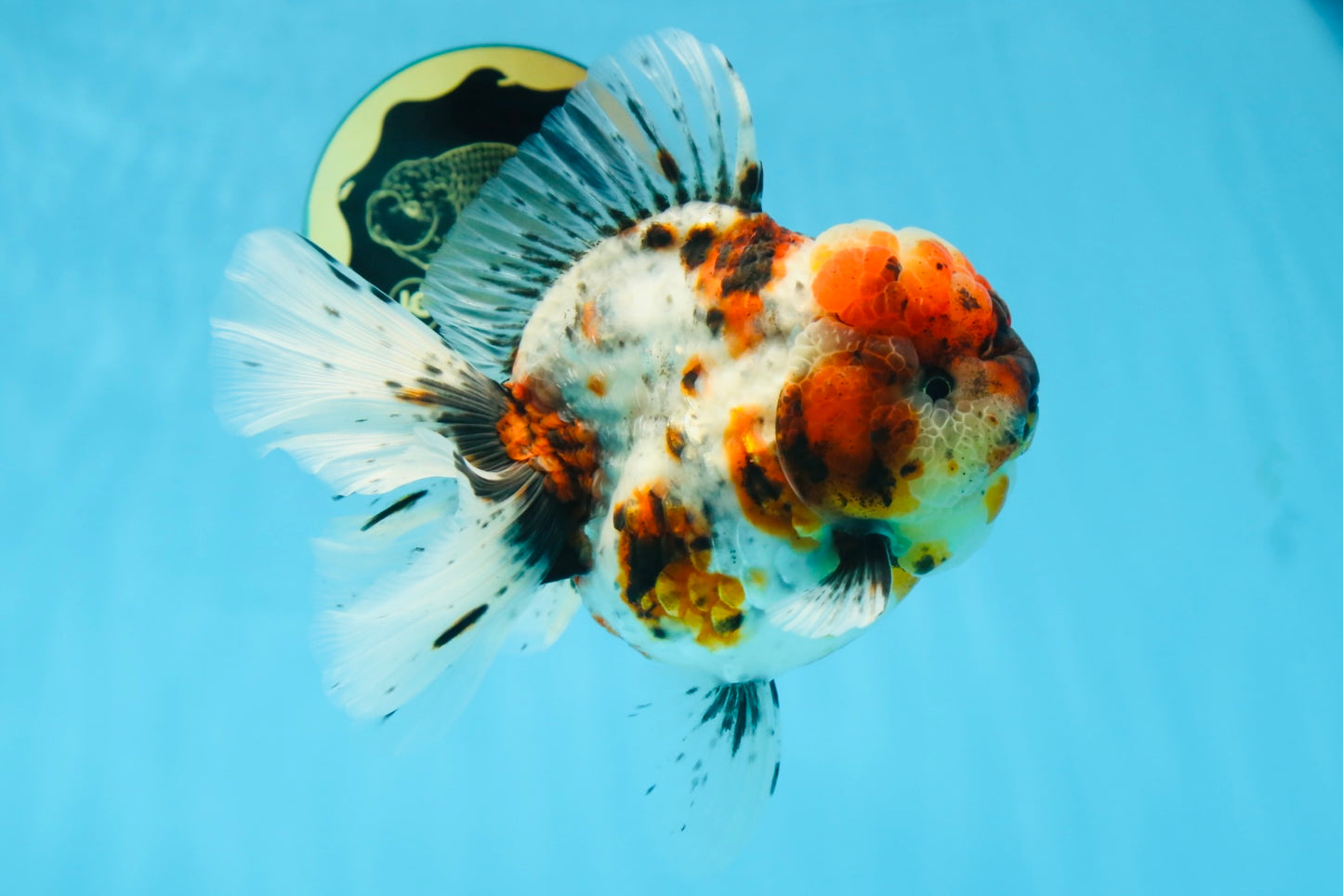 AAA Grade SUPER WEN Godzilla Calico Oranda Female 6 inches #080825OR_16