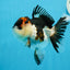 AAA Grade Tricolor Oranda Female 4.5 inches #0830OR_04