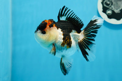 Oranda tricolor hembra de grado AAA de 4,5 pulgadas n.º 0830OR_04