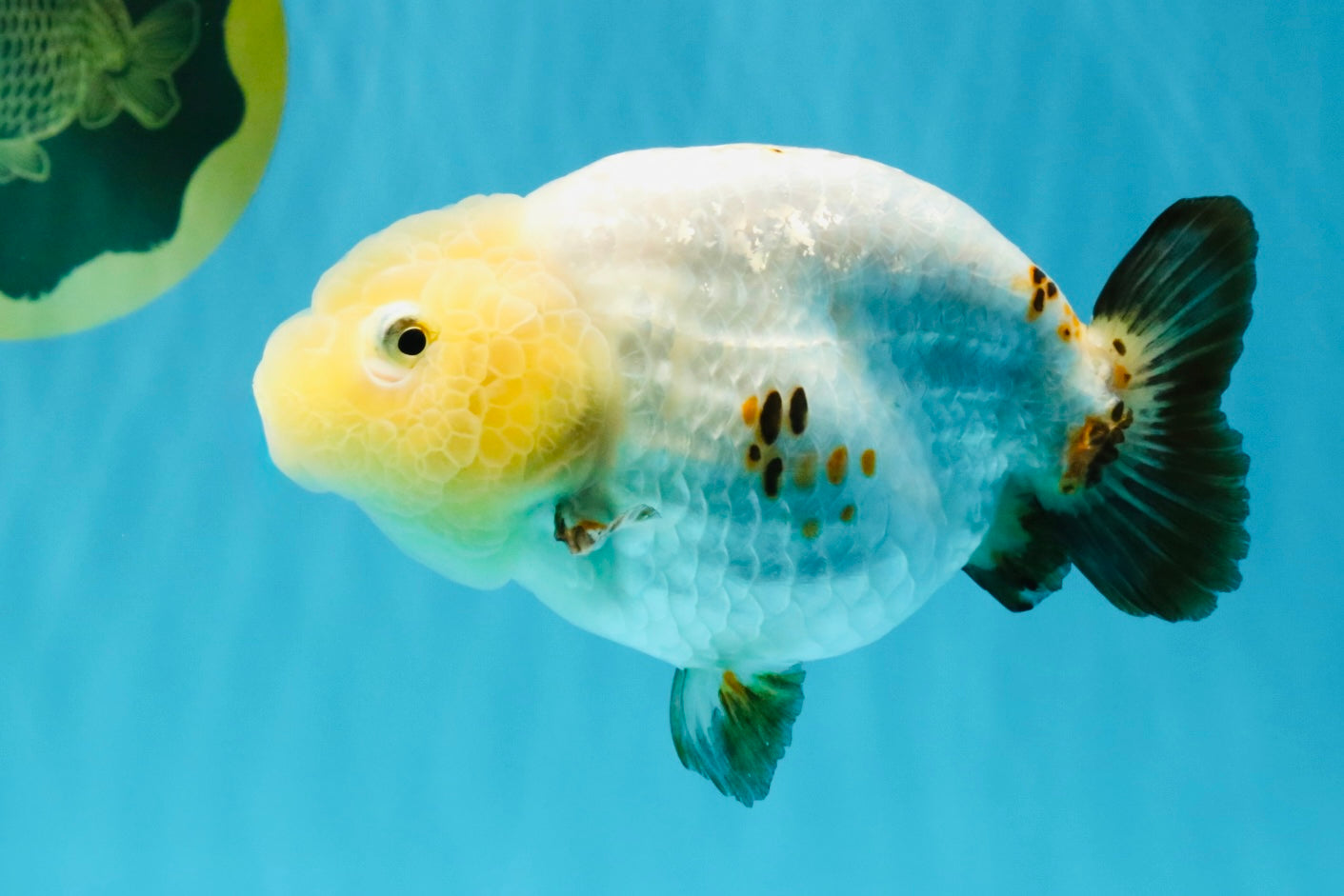 Chinese Sakura Ranchu Female 5-5.5 inches #041026RC_19