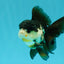 FLUFFY Panda Oranda Male 5 inches #032026OR_11