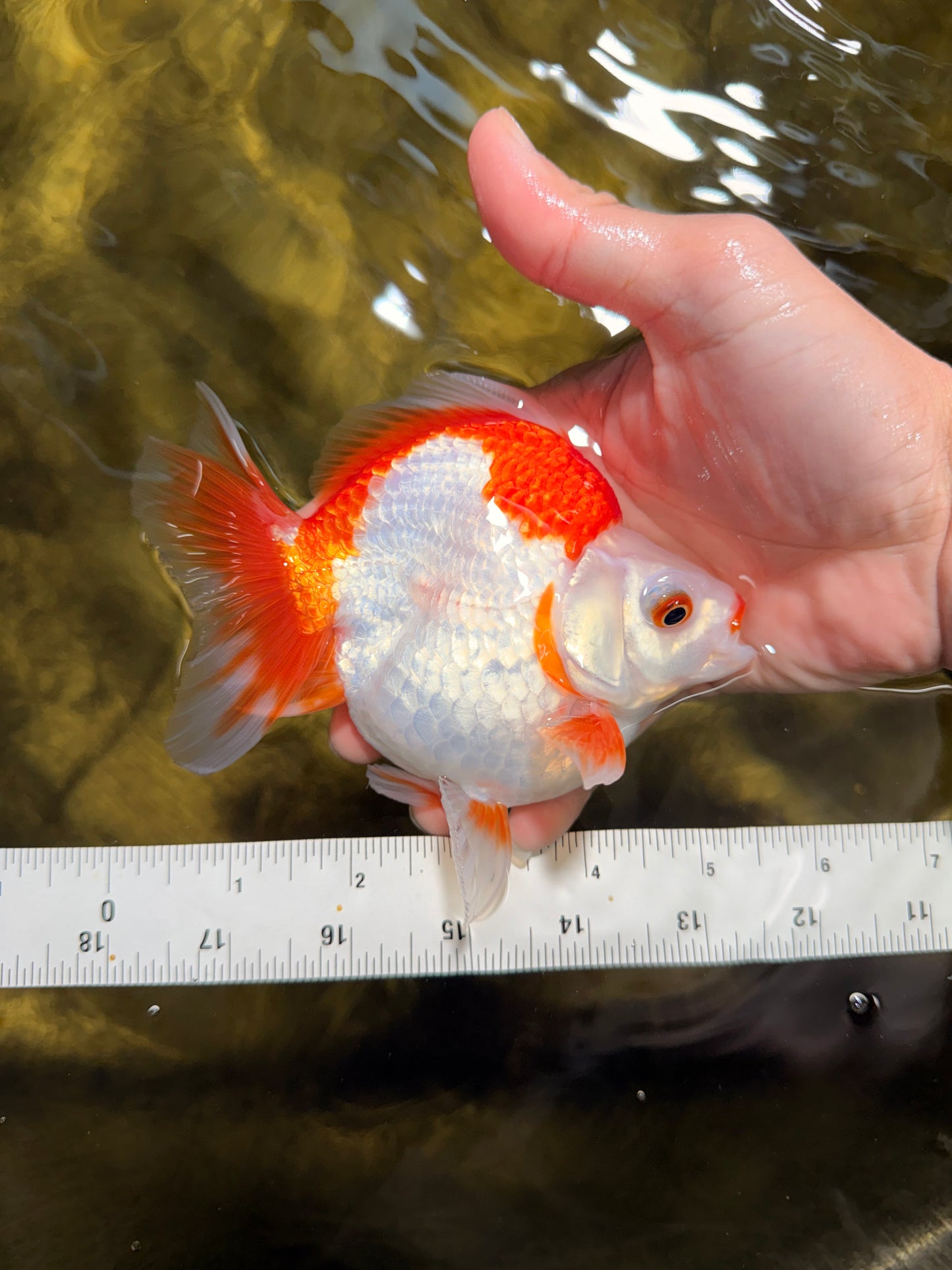 A Grade Red White Ryukin Female 5-5.5 inches #111425RK_07