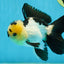 AAA Grade Panda Oranda Male 5-5.5 inches #062725OR_13