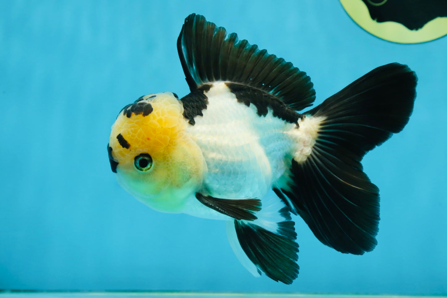 AAA Grade Panda Oranda Male 5-5.5 inches #062725OR_13