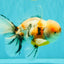 AAA Grade Calico Oranda Male 6-6.5 inches #070626OR_18