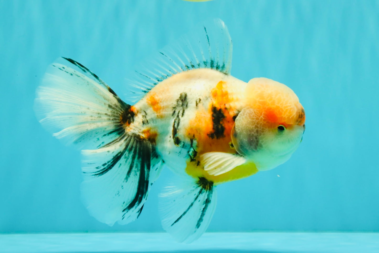 AAA Grade Calico Oranda Male 6-6.5 inches #070626OR_18