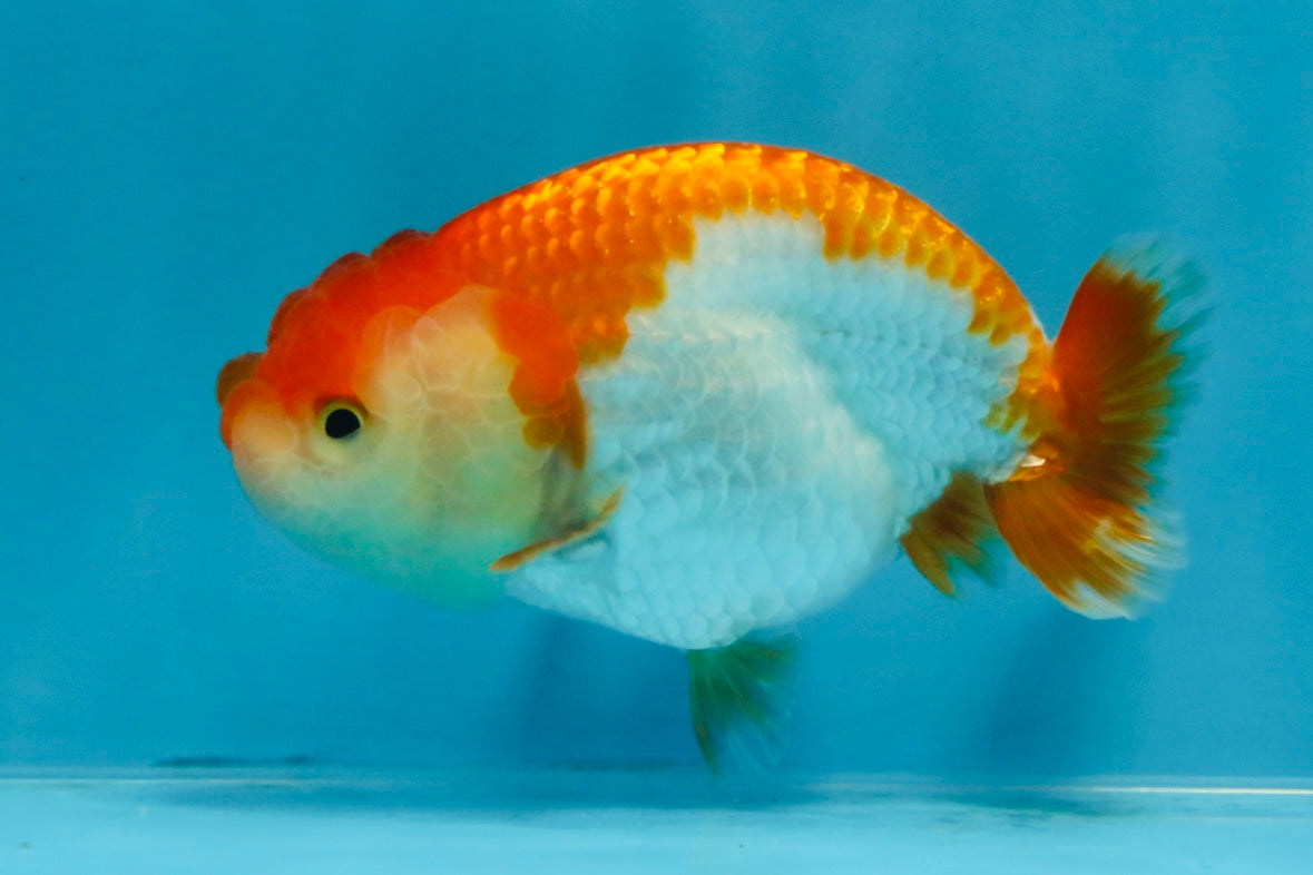 A Grade Red White LionQueen 4 inches #103125LC_20