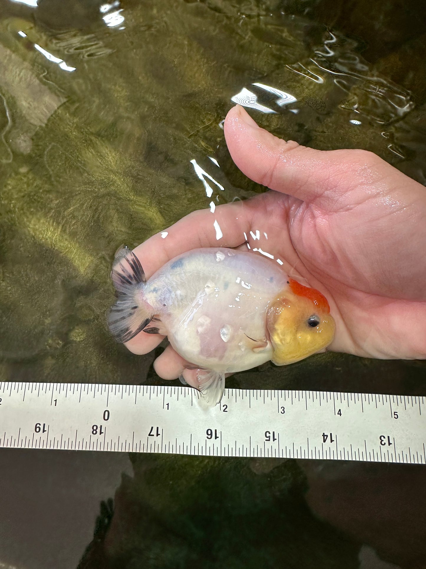 A Grade Sakura LionQueen 3.5-4 inches #051625LC_06