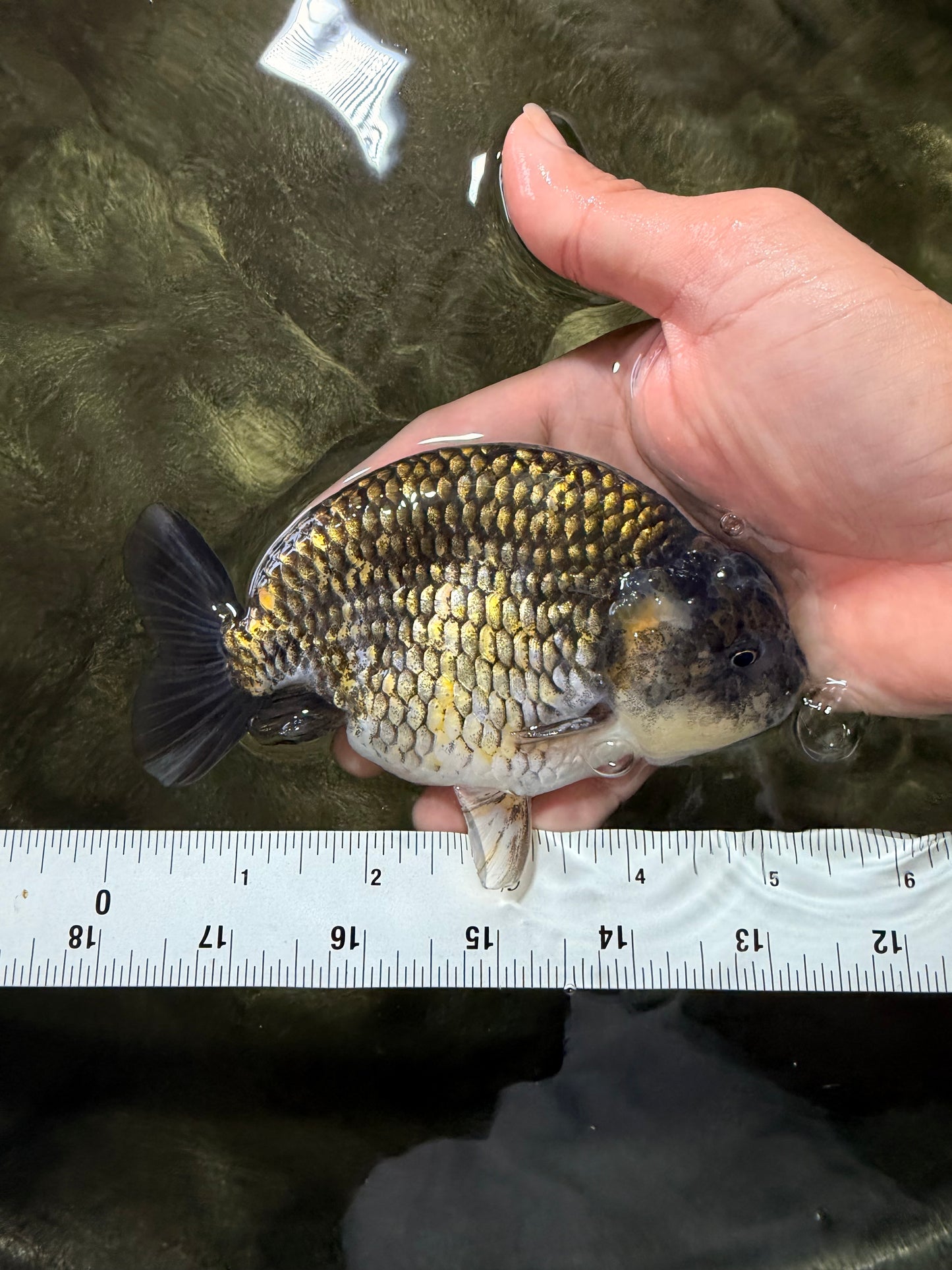Black Copper Ranchu Female 5-5.5 inches #081426RC_24