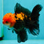 A Grade Apache (Black Red) Tricolor Oranda Male 5 inches #110824OR_10