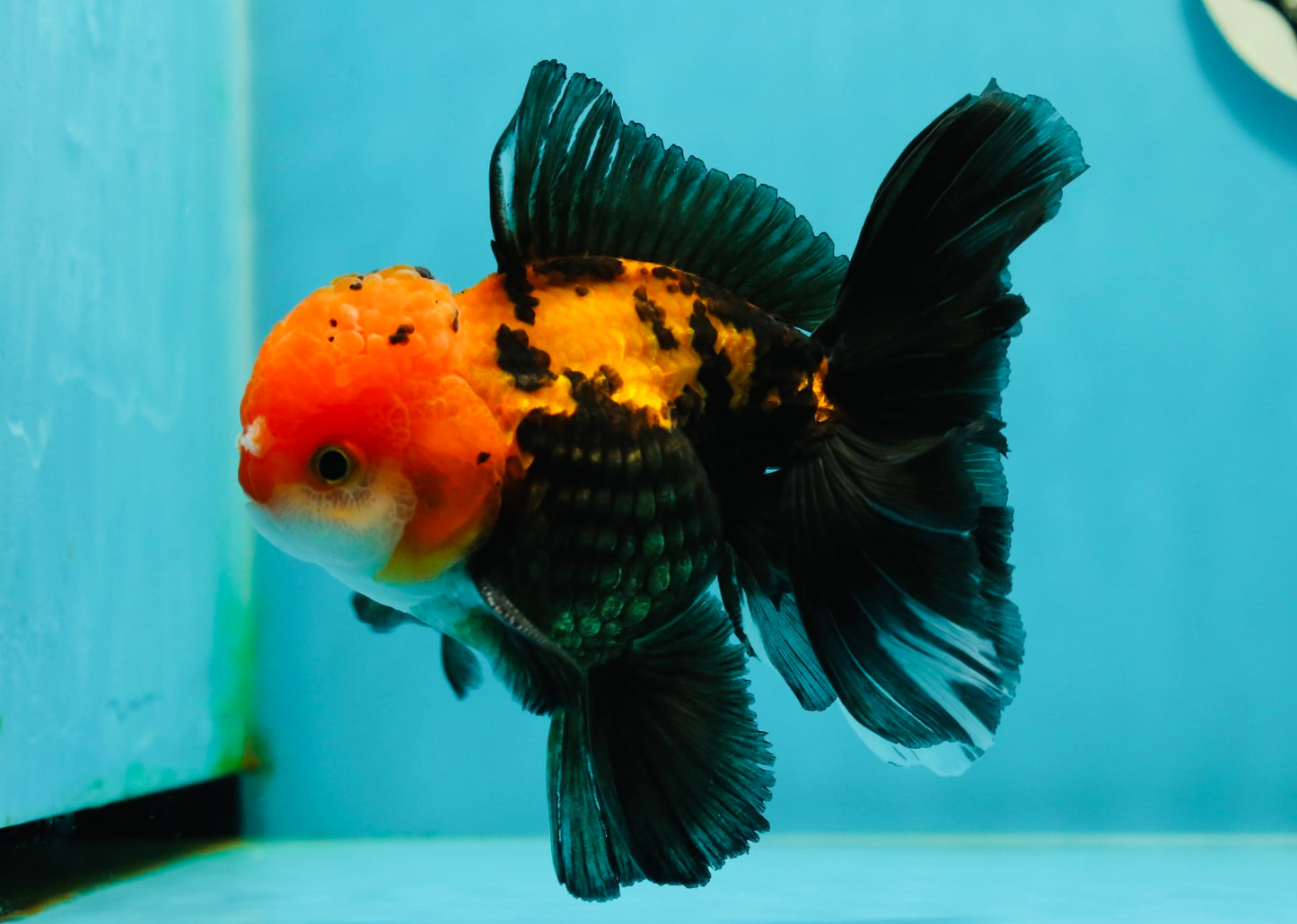 A Grade Apache (Black Red) Tricolor Oranda Male 5 inches #110824OR_10