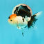 A Grade Crown Tricolor Oranda Female 5 inches #0607OR_01