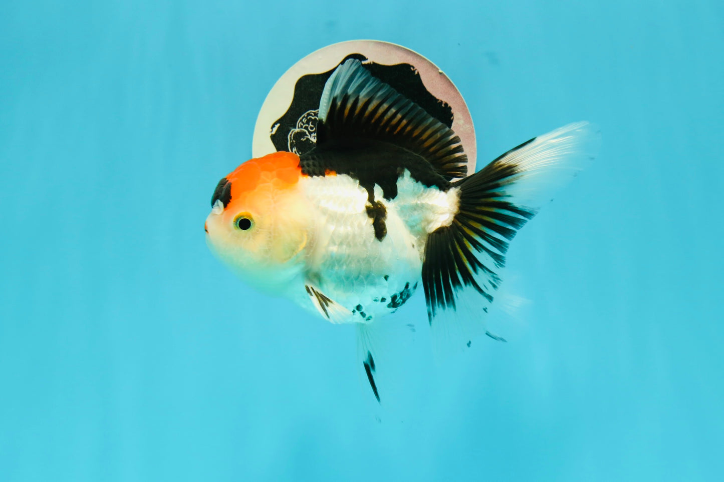 A Grade Crown Tricolor Oranda Female 5 inches #0607OR_01